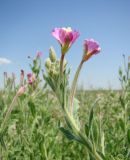 Epilobium villosum. Соцветие. Краснодарский край, Кущёвский р-н, станица Шкуринская, пойма балки Боброва. 03.09.2009.