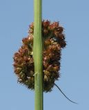 Juncus conglomeratus. Соцветие на характерном для этого вида ребристом стебле. Ленинградская обл., Тосненский р-н, близ Тосно, сырой луг. 07.07.2009.