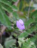 Clitoria macrophylla. Часть побега с цветком. Таиланд, провинция Краби, национальный парк Као Сок. 16.12.2013.