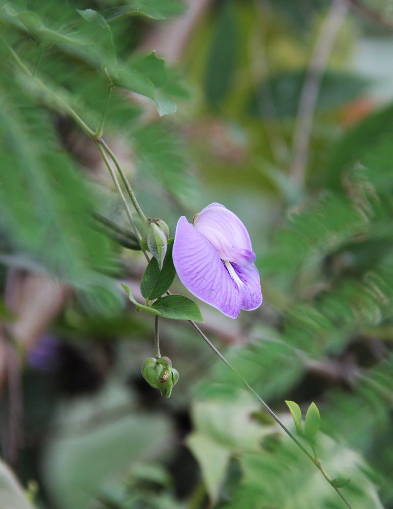 Изображение особи Clitoria macrophylla.