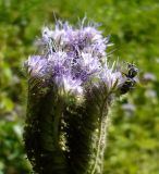 Phacelia tanacetifolia