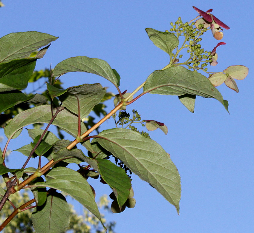 Изображение особи Hydrangea heteromalla.