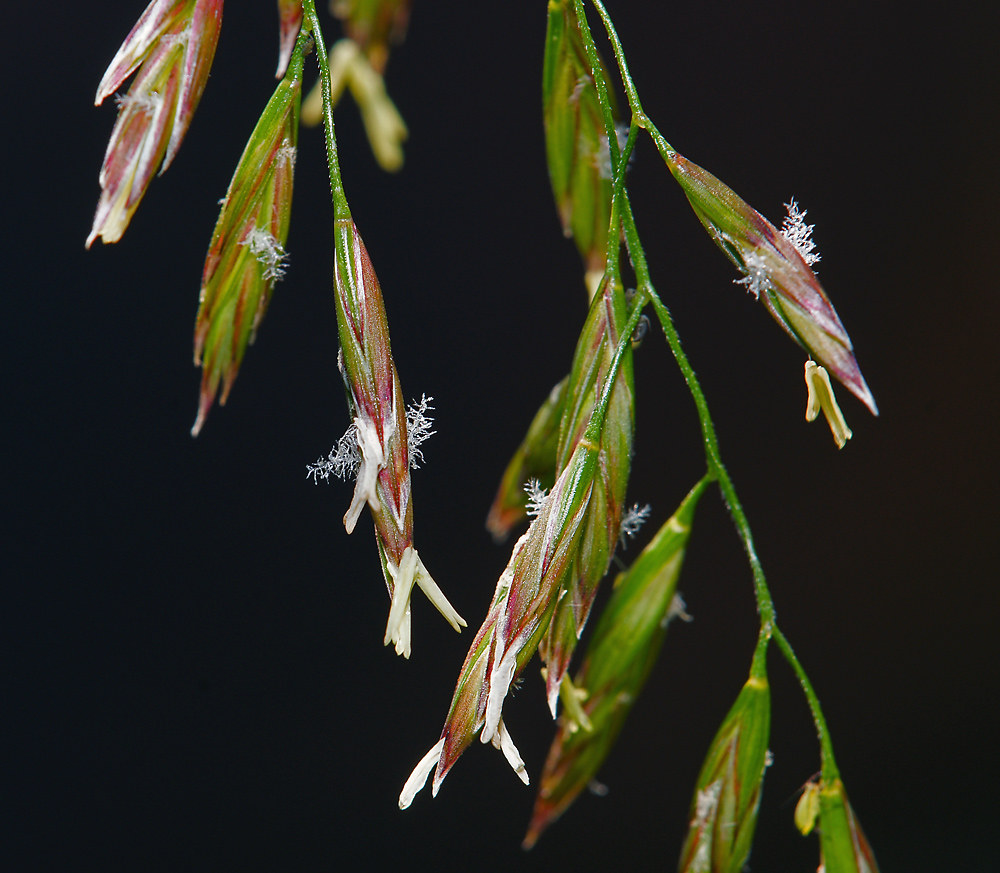 Изображение особи Festuca arundinacea.