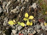 Primula cuneifolia. Плодоносящие растения.