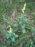 Digitalis grandiflora. Цветущие растения в сосновом лесу. Башкортостан, к северу от Белорецка. Вторая декада июля.