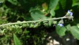 Paracynoglossum glochidiatum