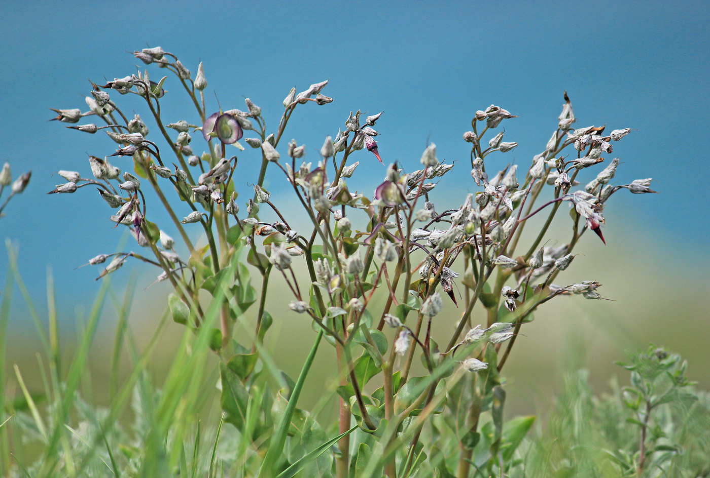 Изображение особи Rindera tetraspis.