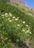 Glebionis coronaria