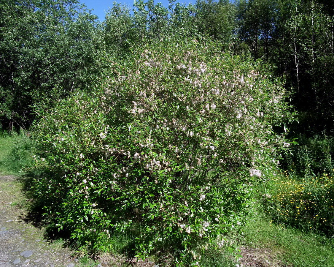 Изображение особи Salix phylicifolia.