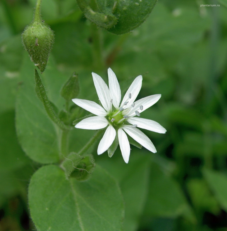 Изображение особи Myosoton aquaticum.