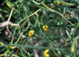 Crotalaria aegyptiaca