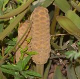 Zamia furfuracea