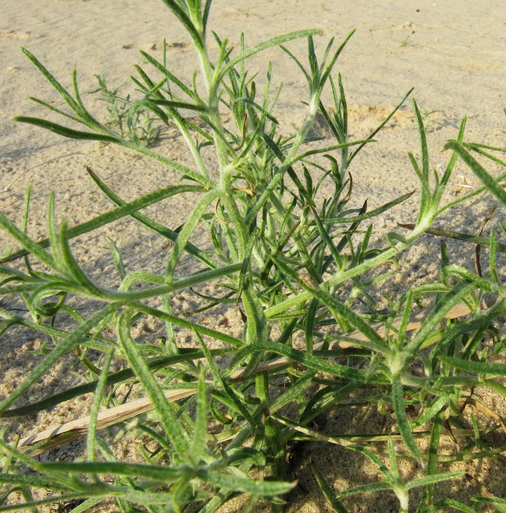 Изображение особи Corispermum hyssopifolium.