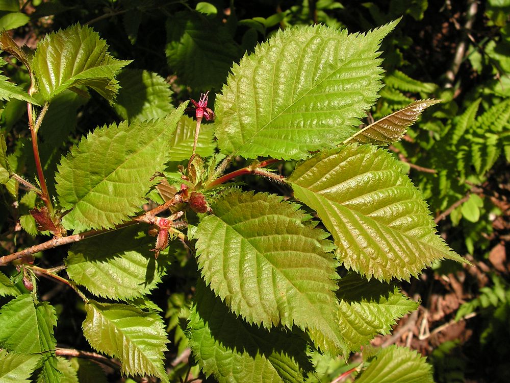 Изображение особи Cerasus sachalinensis.