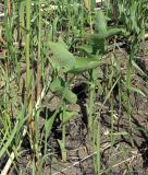 Aristolochia clematitis. Молодые побеги в тростниковых зарослях. Север Краснодарского края, Кущёвский заказник, склон оврага. 29.04.2017.