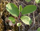 Cotoneaster melanocarpus. Веточки с молодыми побегами. Украина, г. Запорожье, балка Щавелевая, степь, южный склон. 08.05.2017.