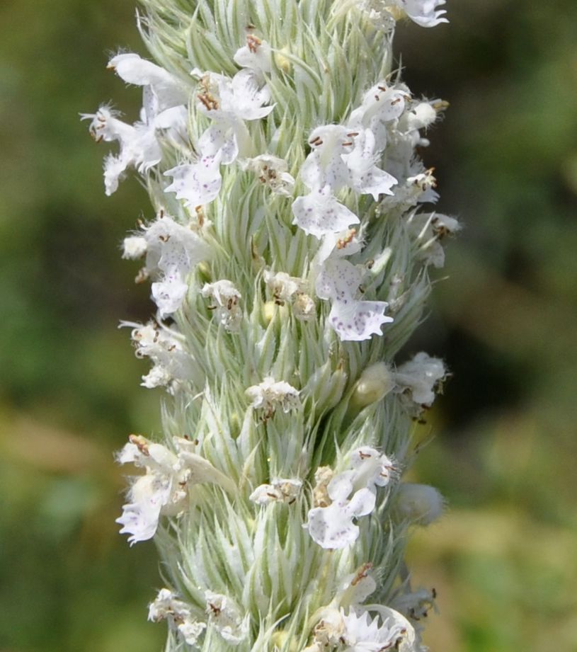 Изображение особи Nepeta argolica ssp. malacotrichos.