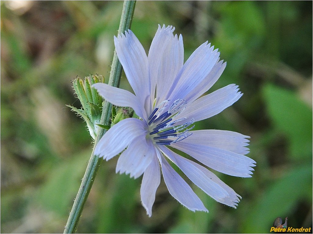 Изображение особи Cichorium intybus.