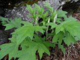 род Echinops