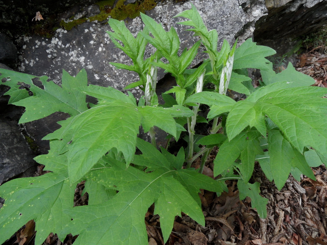 Изображение особи род Echinops.