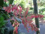 Triplaris americana. Верхушка побега с соплодиями. Австралия, г. Брисбен, ботанический сад. 05.06.2016.