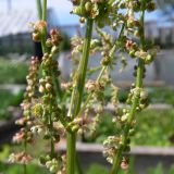 Rumex acetosa