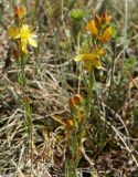 Hypericum linarioides подвид alpestre. Цветущие растения. Горный Крым, Долгоруковская яйла. 03.06.2018.