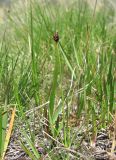 Carex oreophila. Плодоносящее растение. Кабардино-Балкария, Эльбрусский р-н, долина р. Ирикчат, ок. 3200 м н.у.м., альпийский луг. 06.08.2018.