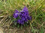 Campanula alpina