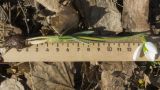 Galanthus plicatus