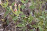 Scutellaria adenostegia