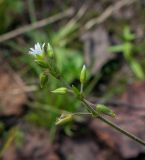 Cerastium holosteoides