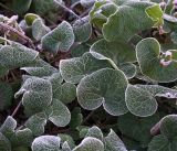 Asarum europaeum