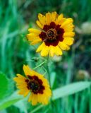 Coreopsis tinctoria. Соцветия. Пермский край, г. Пермь, Кировский р-н, разнотравный газон у жилого дома. 03.08.2019.