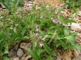 Phlomoides boraldaica