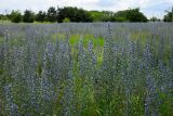 Echium vulgare