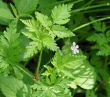 Geranium robertianum