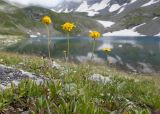 Anthemis sosnovskyana