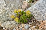 Saxifraga caucasica. Цветущее растение. Карачаево-Черкесия, Карачаевский р-н, Большой Кавказ, правый борт долины Узункол, осыпной южный склон горы Чатбаши в р-не \"средних чатских ночёвок\", ≈ 3070 м н.у.м., среди камней. 24.07.2023.