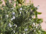 Westringia fruticosa. Верхушки цветущих веточек. Испания, автономное сообщество Каталония, провинция Жирона, комарка Баш Эмпорда, муниципалитет Калонже, г. Сант-Антони-де-Калонже, уличное озеленение. 14.03.2024.