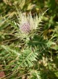 Cirsium obvallatum. Верхушка цветущего растения. Адыгея, Кавказский биосферный заповедник, Гузерипльский перевал, луг. 19 августа 2023 г.