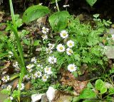 Pyrethrum parthenifolium. Цветущие растения. Кавказ, Сочинский р-н, 10 км В Лазаревского, окр. пос. Татьяновка, у реки в буковом лесу. 28 сентября 2005 г.