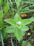 Mentha longifolia