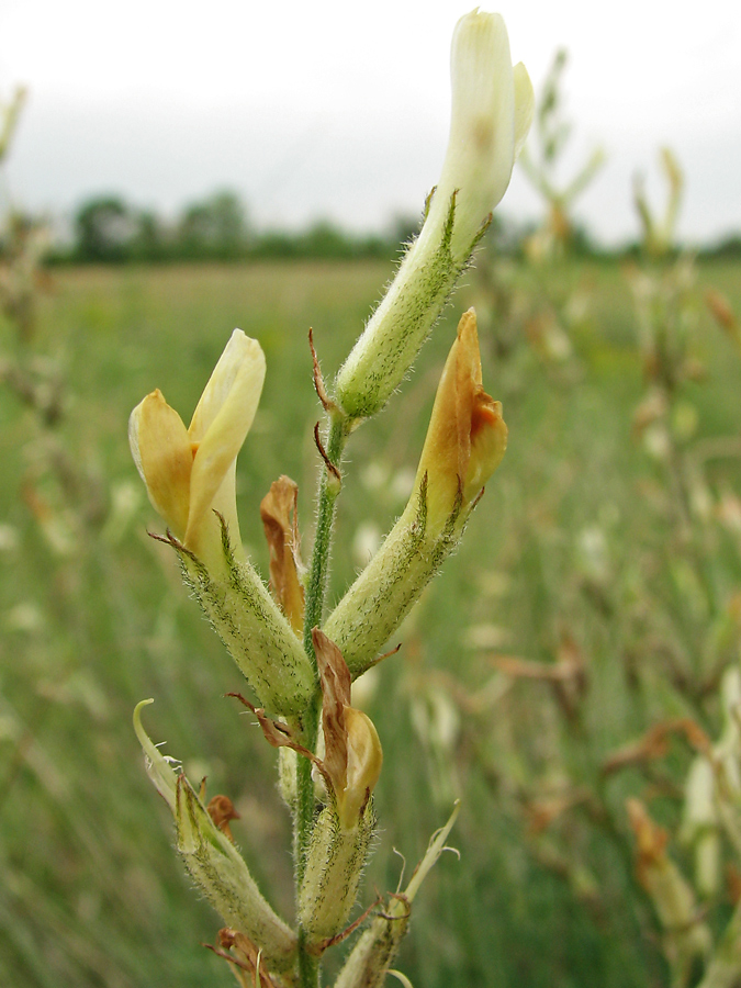 Изображение особи Astragalus pallescens.