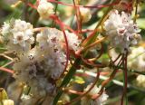 Cuscuta approximata