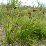 Carex saxatilis subspecies laxa. Плодоносящие растения. Полярный Урал, долина Труба-Ю. 30.07.2011.