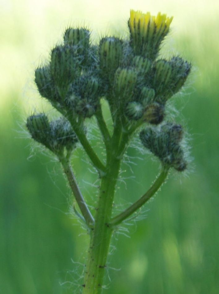 Image of Pilosella &times; densiflora specimen.