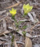 Campanula sulphurea