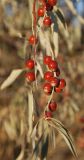 Elaeagnus angustifolia