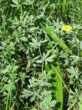 Potentilla argentea